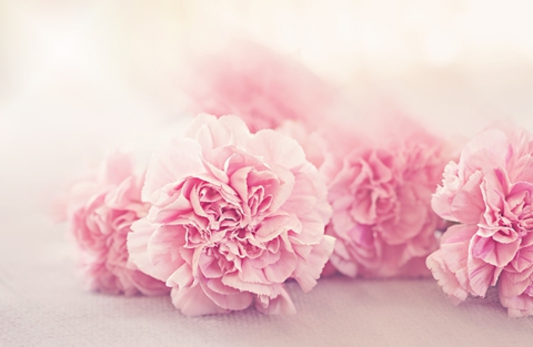 女朋友要分手送什么花挽回(有8种鲜花为爱谅解) 女朋友要分手送什么花挽回(有8种鲜花为爱谅解)