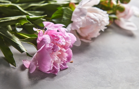 适合送给女朋友的花有哪些(送什么花给女生最好) 适合送给女朋友的花有哪些(送什么花给女生最好)