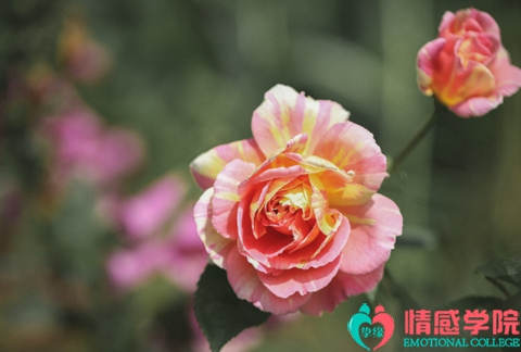 离婚后该如何挽回婚姻? 离婚后该如何挽回婚姻?