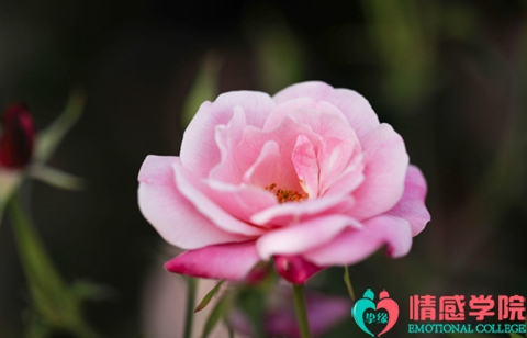 丈夫出轨妻子怎么办？